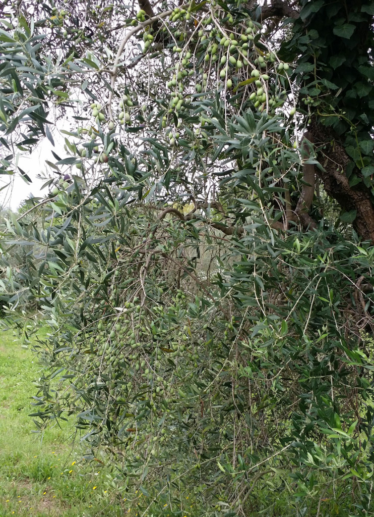 olive agriturismo cerreta